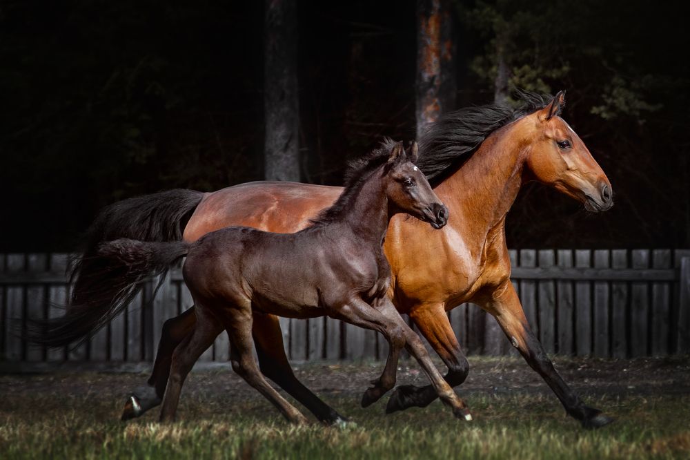 Орловская рысистая кобыла с жеребенком