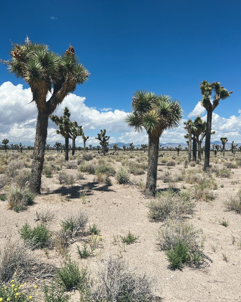 Photograph by Yuliya Trints