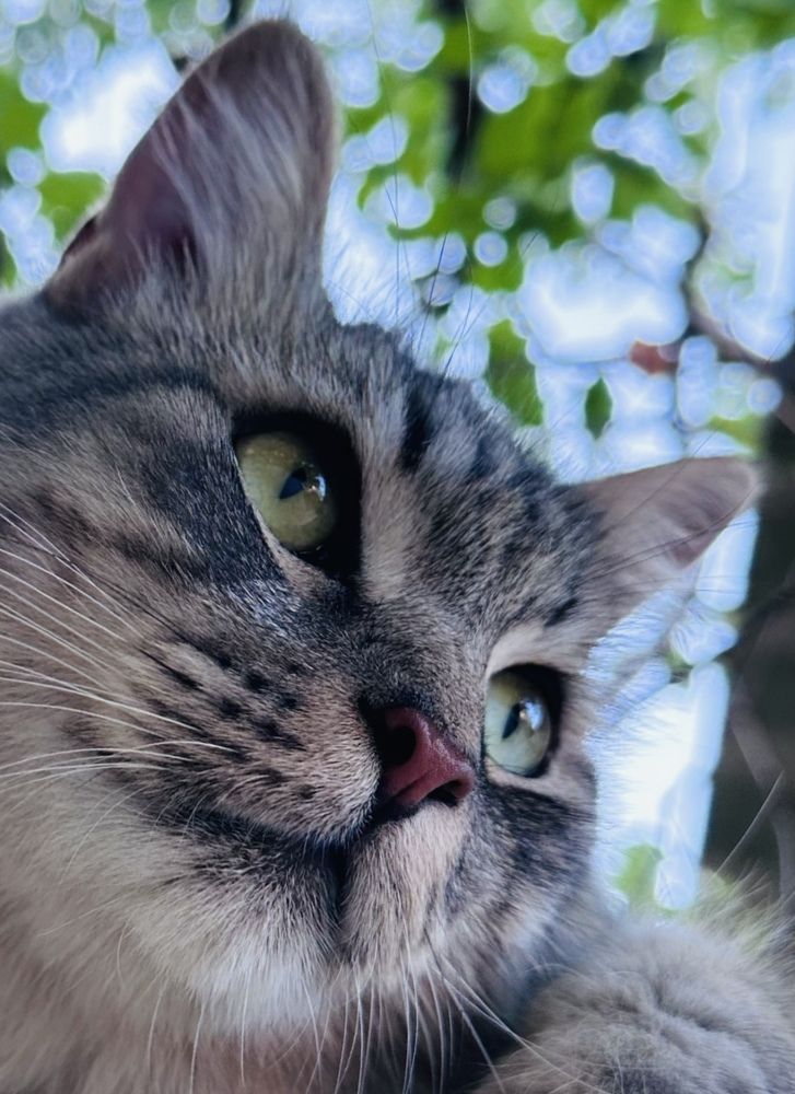 Анапский котик