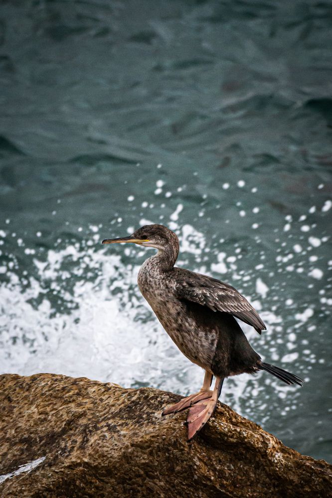 Photograph by Ascanio Fernández Pinto Urbina
