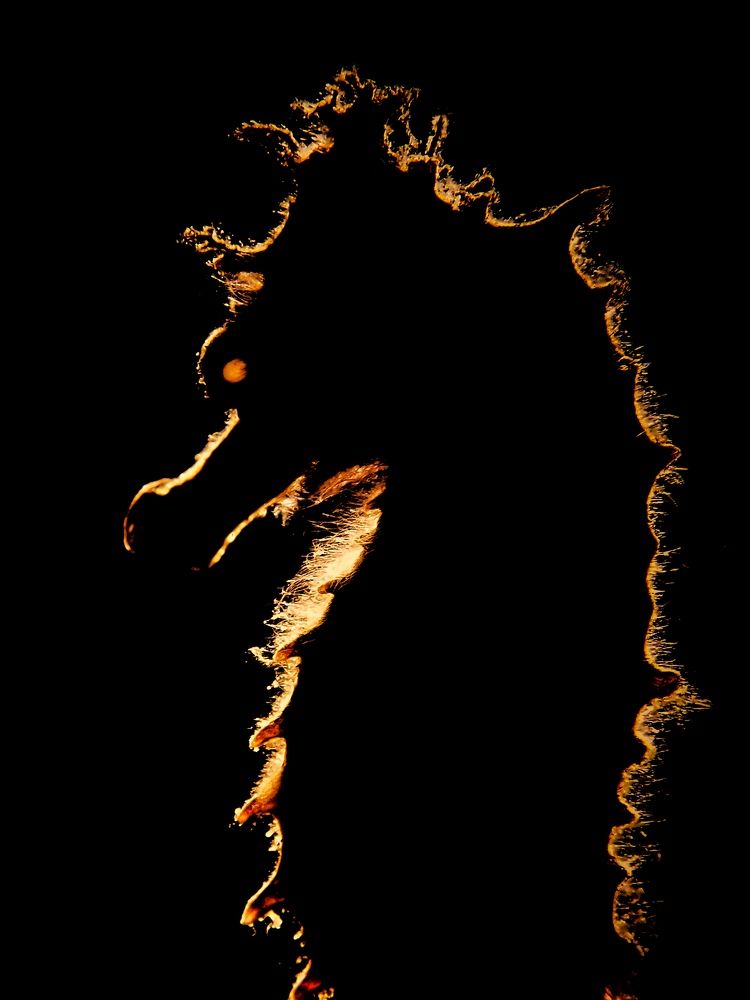 Photograph by Penn De Los Santos