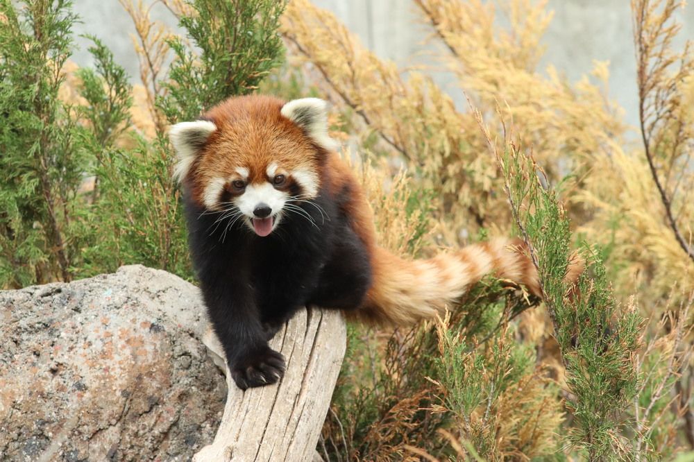 Panda roux