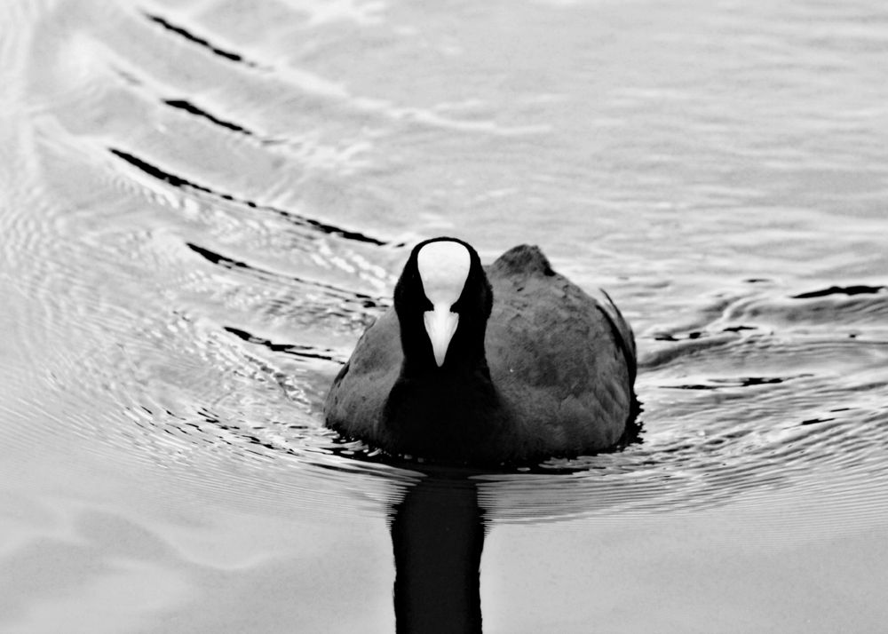 Photograph by Луценко Роман