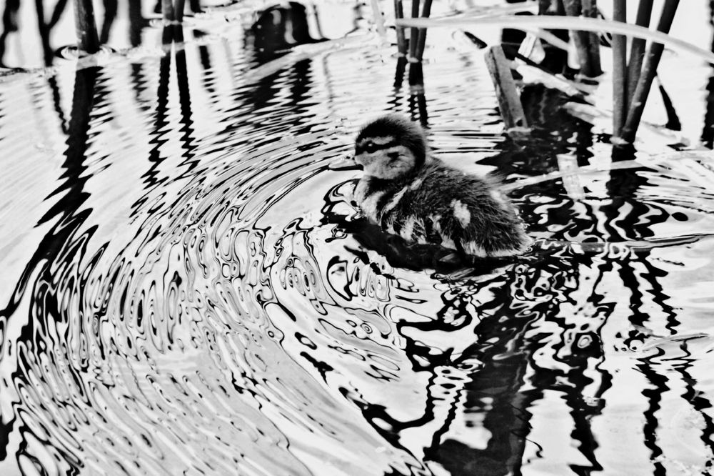 Photograph by Луценко Роман