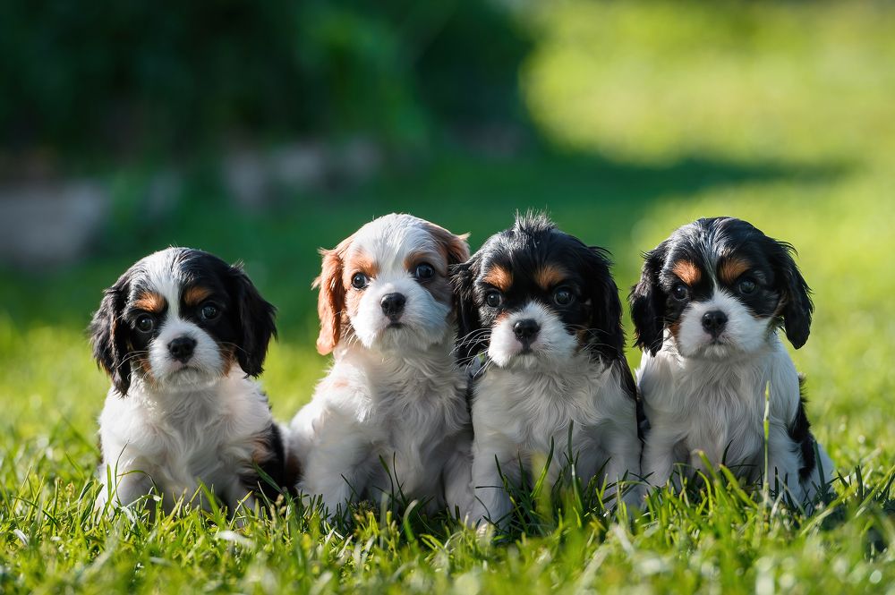 Photograph by Алексей Соколов