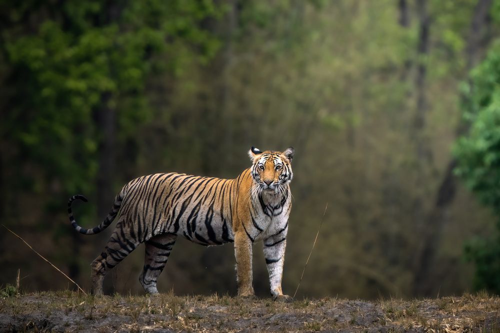 Photograph by Gurvinder Chhabra