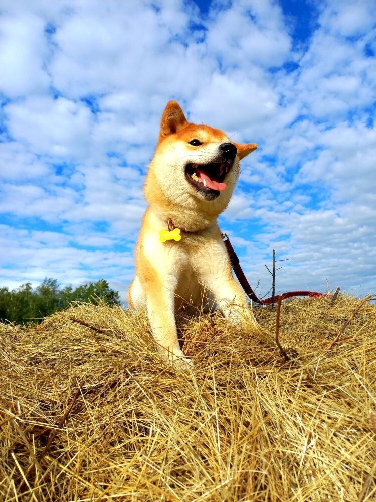 Собака на сене