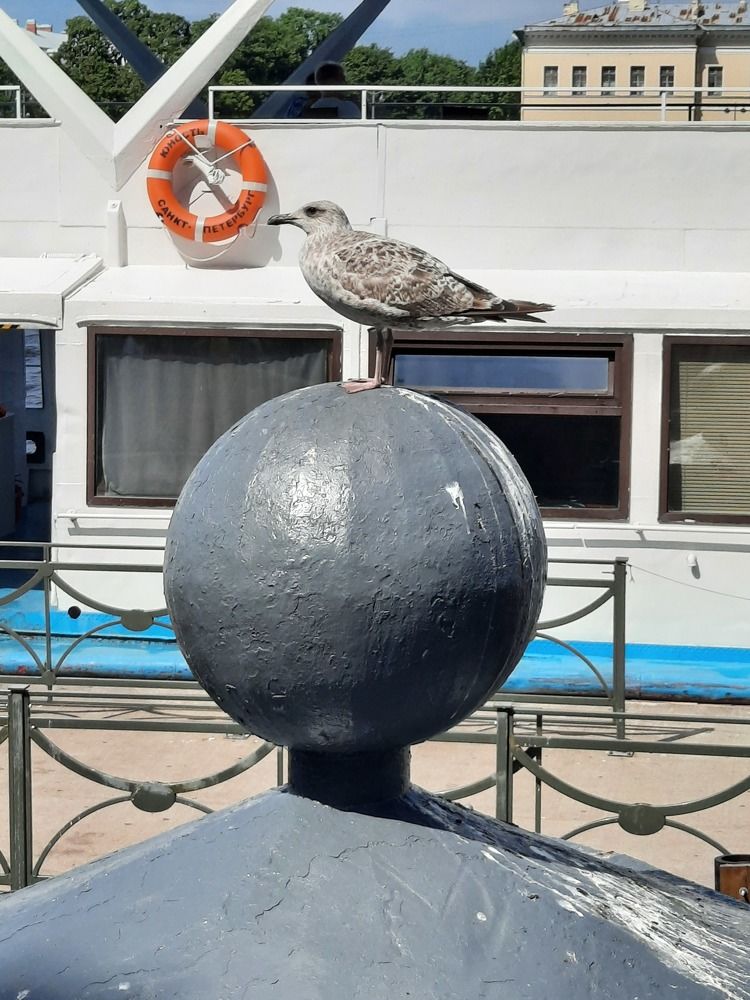 Фотография автора Елена Пикатова