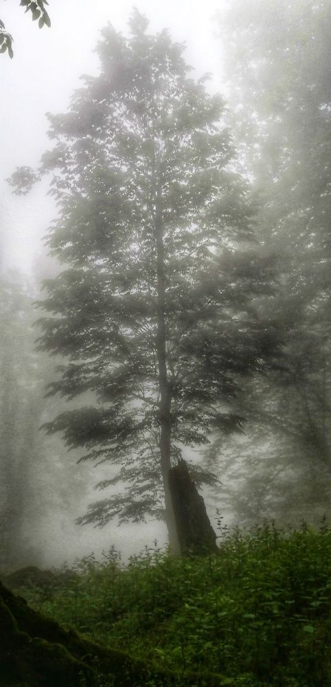 Photograph by Ahmad Yazarloo