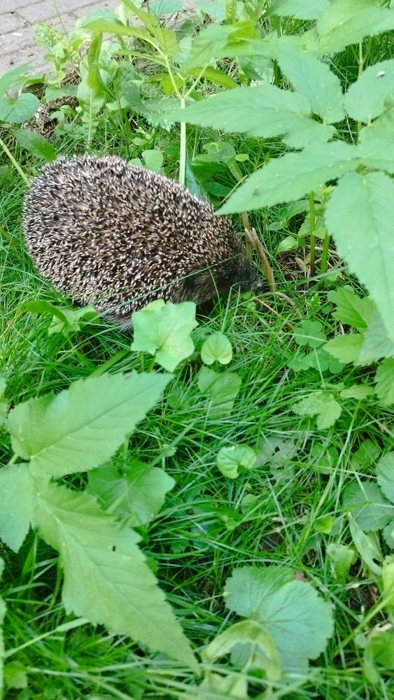 Фотография автора Георгий Самусевич