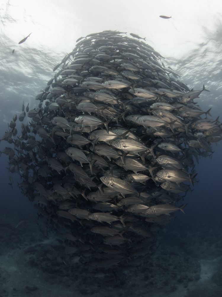 Photograph by Akira Asahina