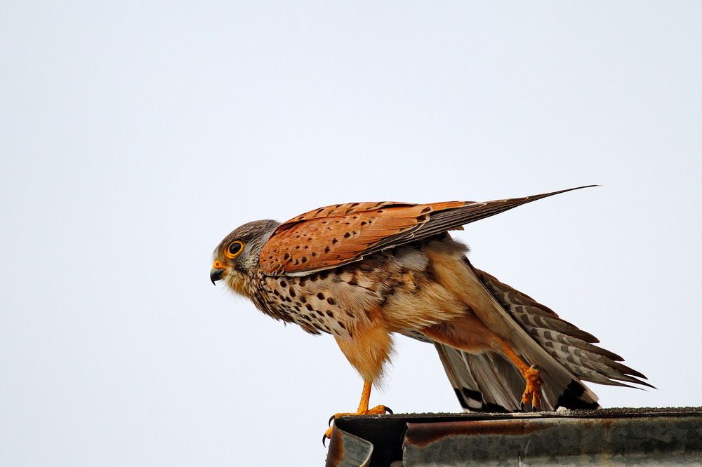 Фотография автора Александр Челмодеев