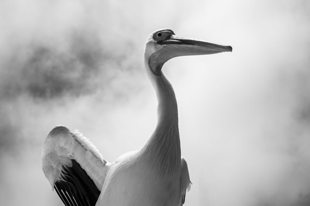 Фотография автора Mario Marco Cosulich