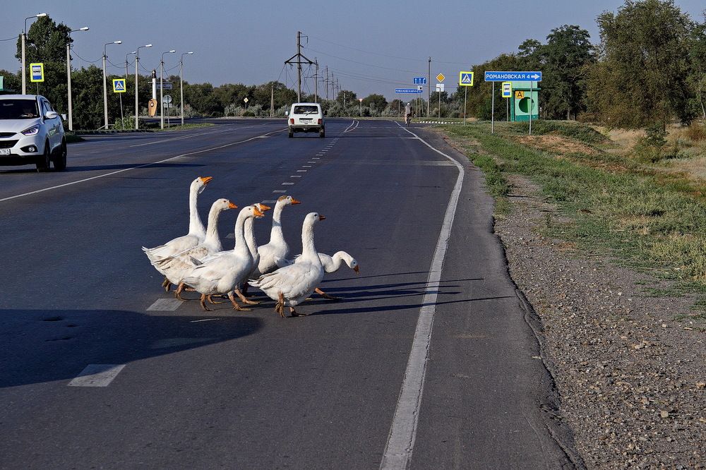 Фотография автора Александр Челмодеев