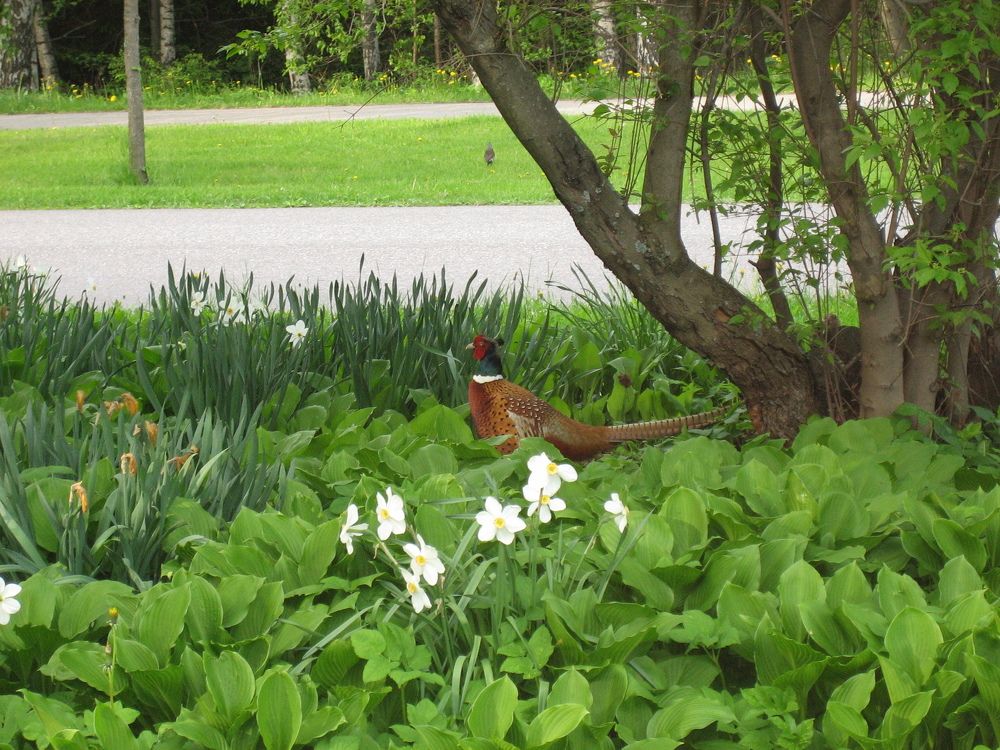 Фазаны в городе.