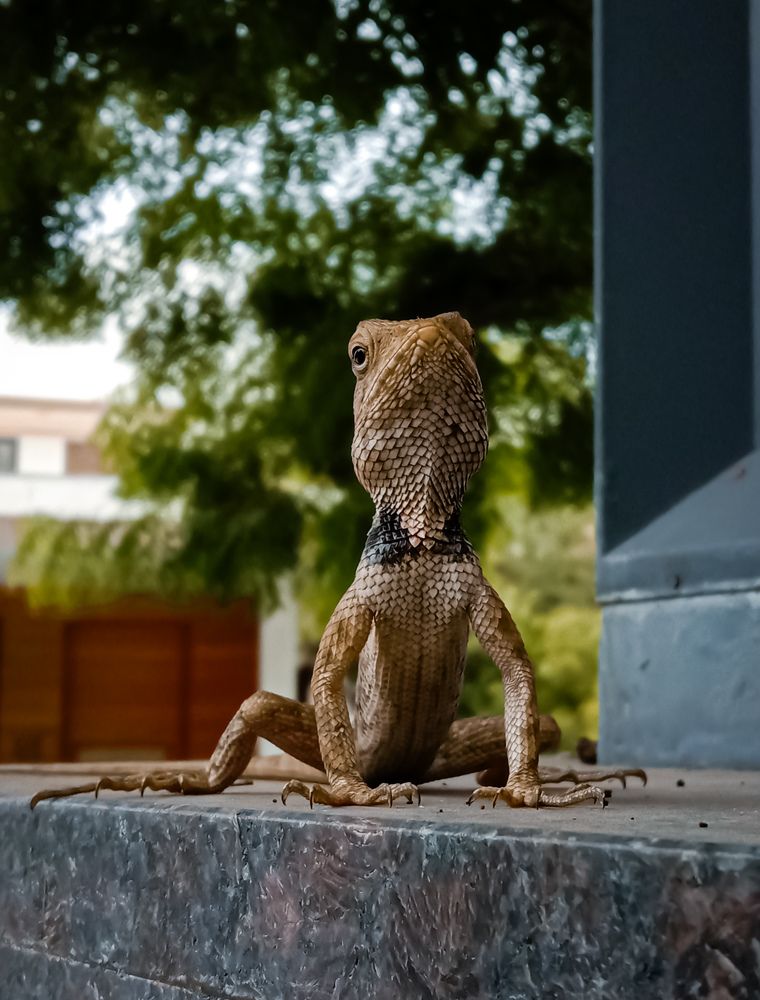 Camalion in the city ..