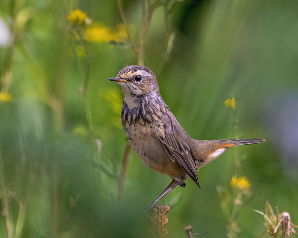 Молодой варакушка в кустах