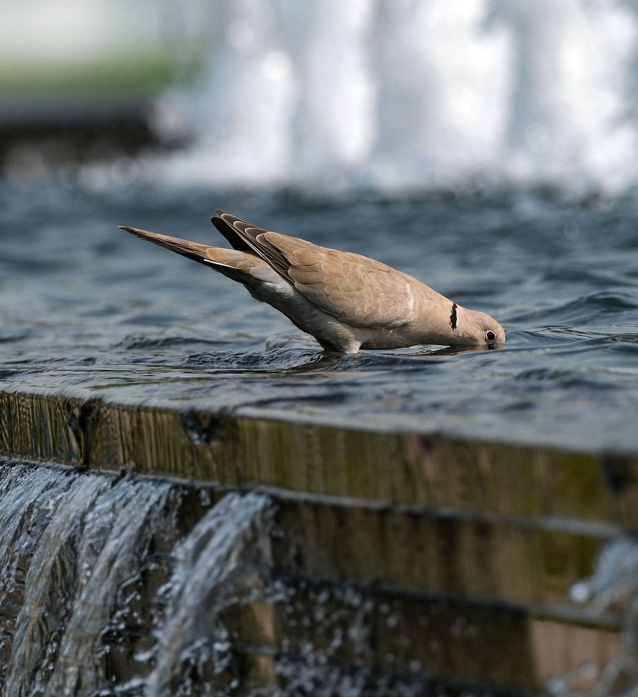 Фотография автора Abie Davies Thekkanath