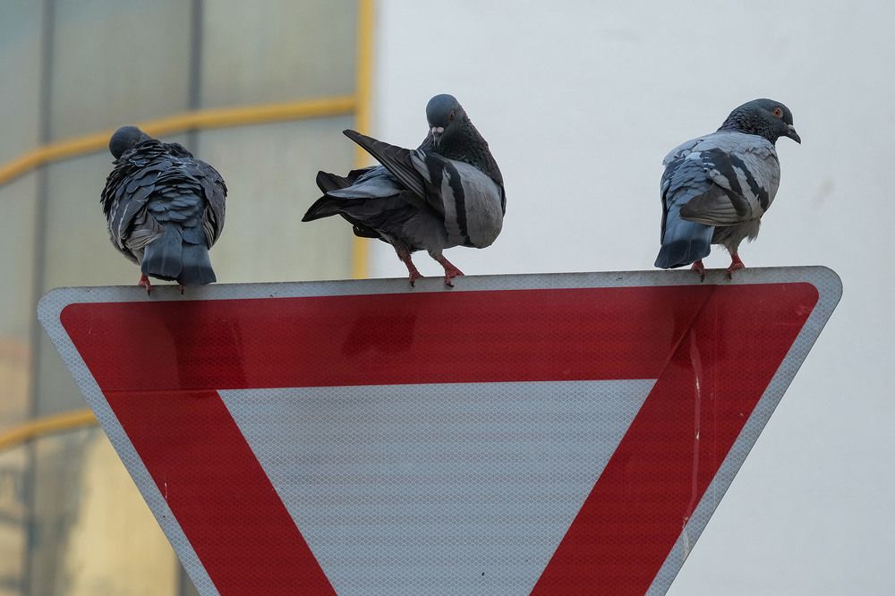 Фотография автора Abie Davies Thekkanath