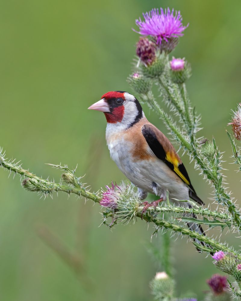 Щегол черноголовый