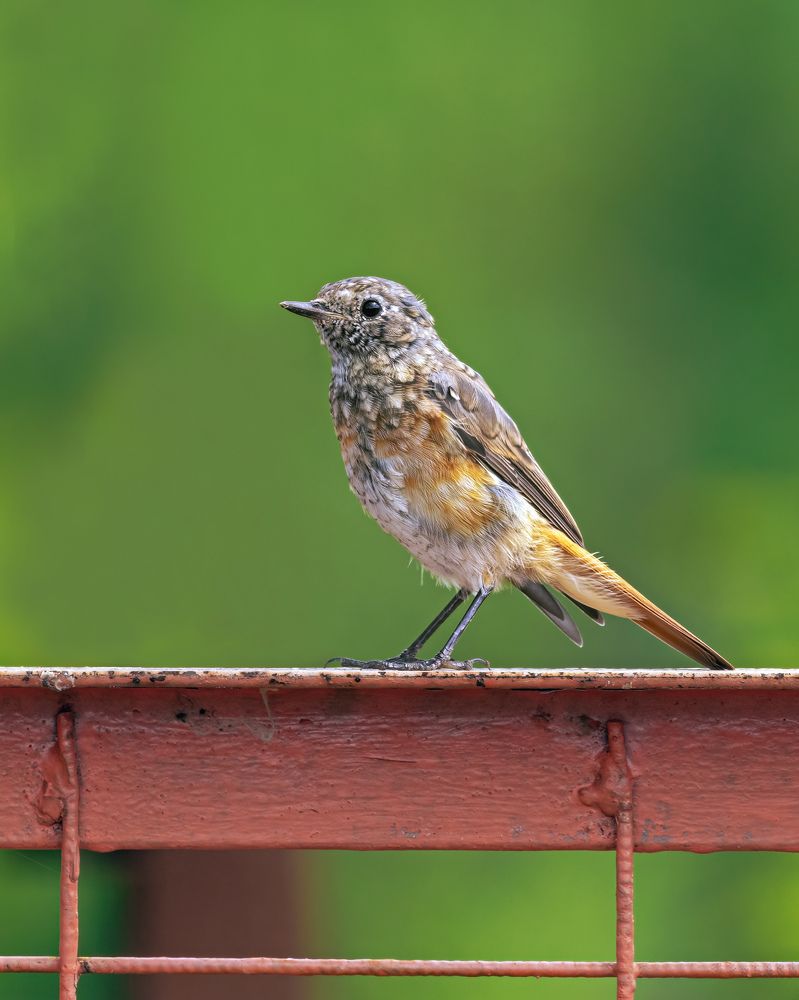 Молодой варакушка