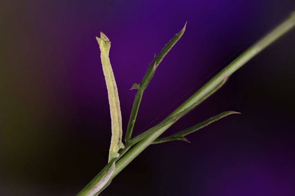 Фотография автора Роман Сергеевич