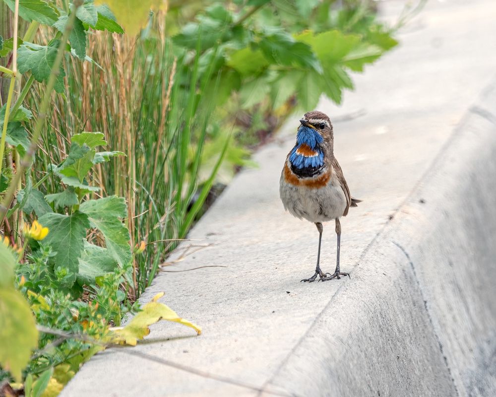Что Вы тут ходите туда-сюда?