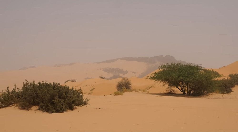 Сахара утром
