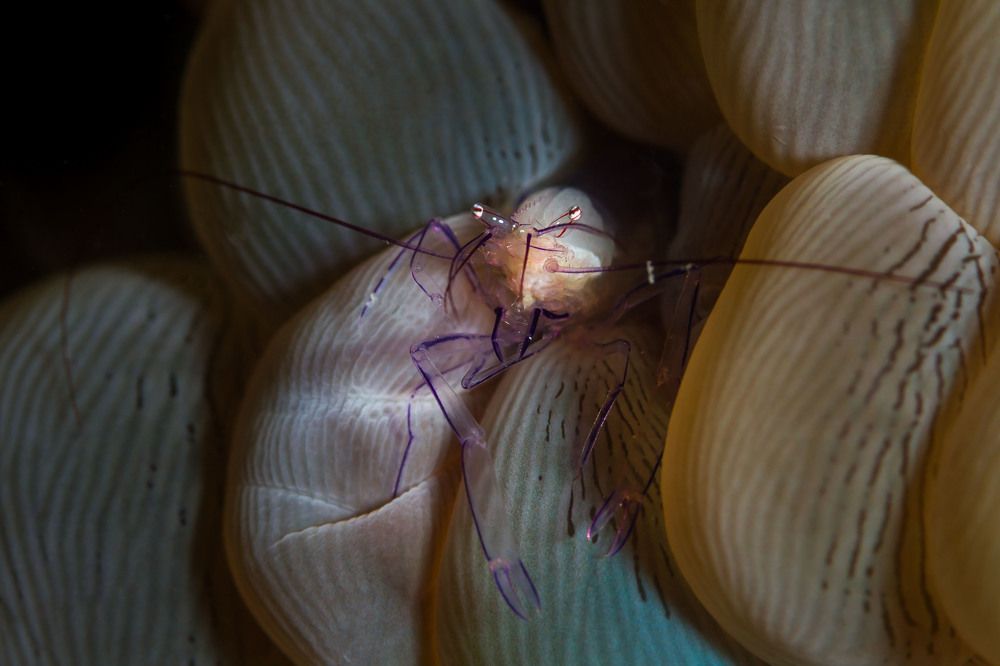 Photograph by ANTONIO VENTURELLI