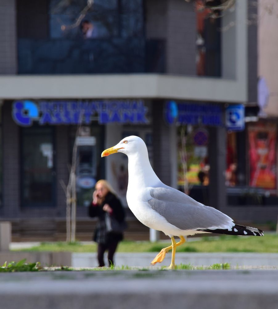 Сосуществование