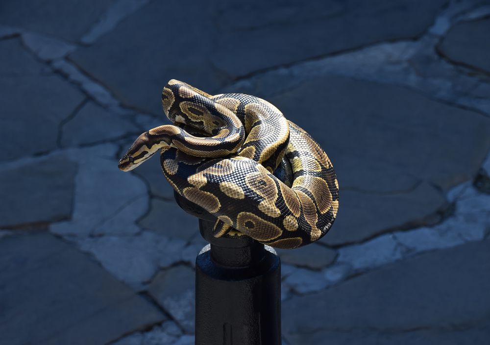 Удав-акробат