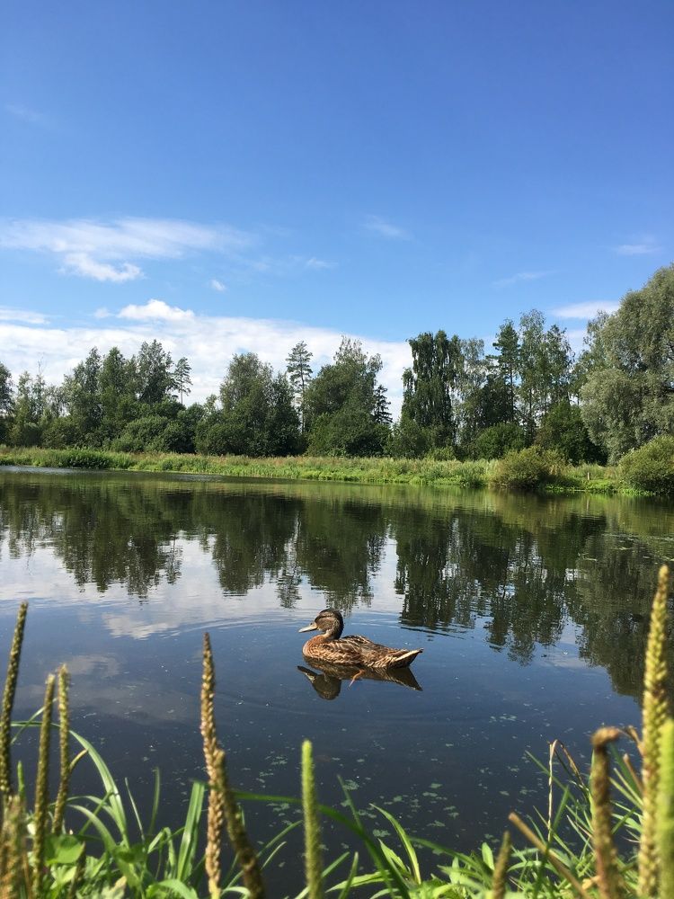 Серая шейка