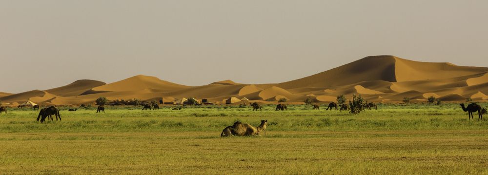 Зелёная Сахара