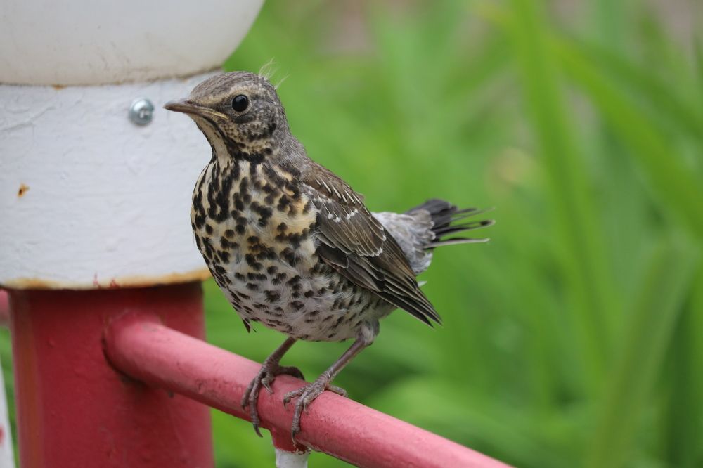 Photograph by Галина Мазур