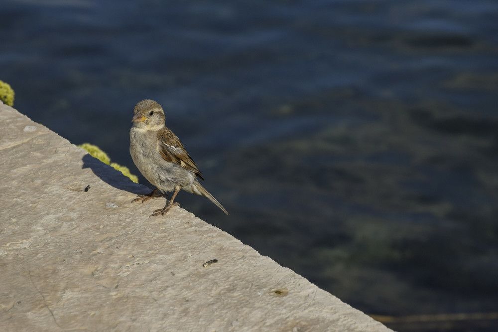 Photograph by Alexandros Melidis