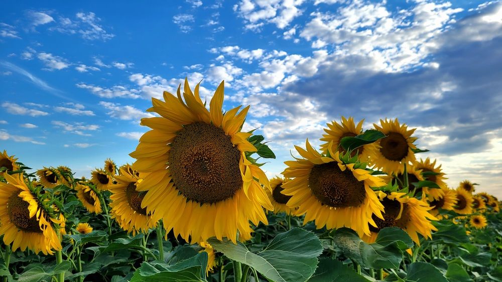 Photograph by Метушова Анна