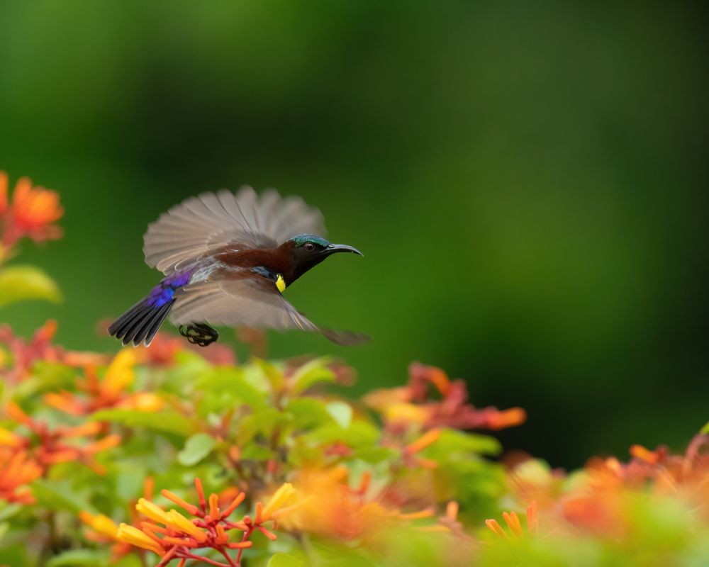 Фотография автора Anandhu M