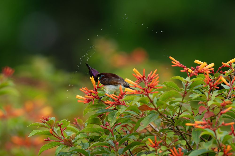 Фотография автора Anandhu M