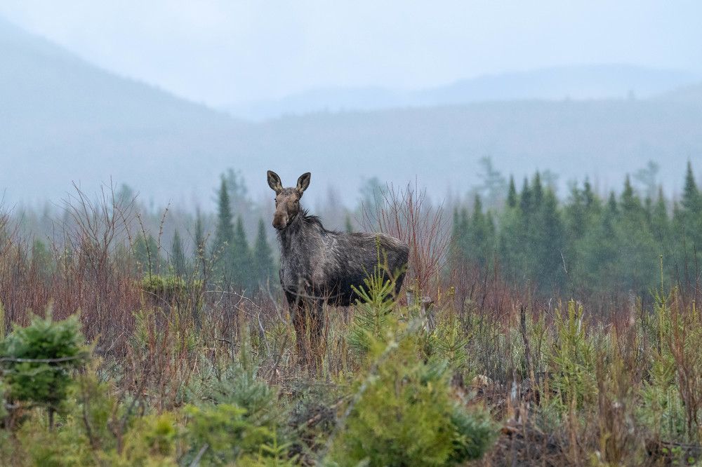 Photograph by Federico Carini