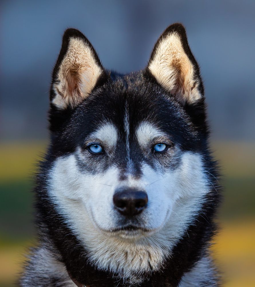 Фотография автора Krastev Krasimir