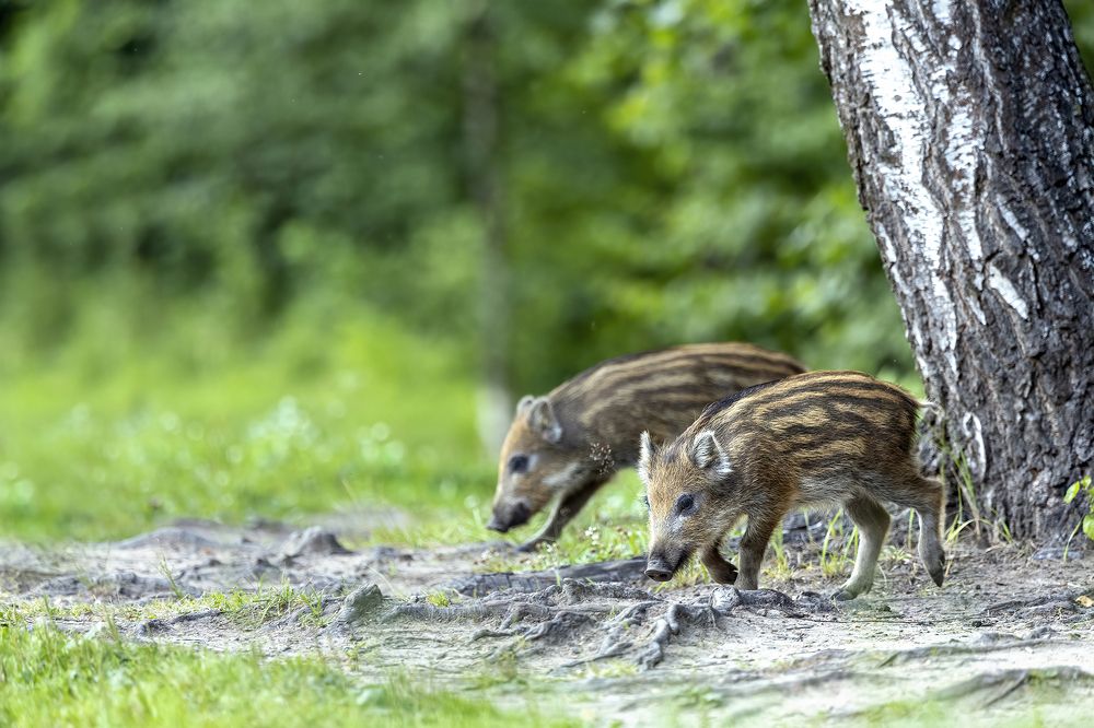 Photograph by Иван Добромыслов