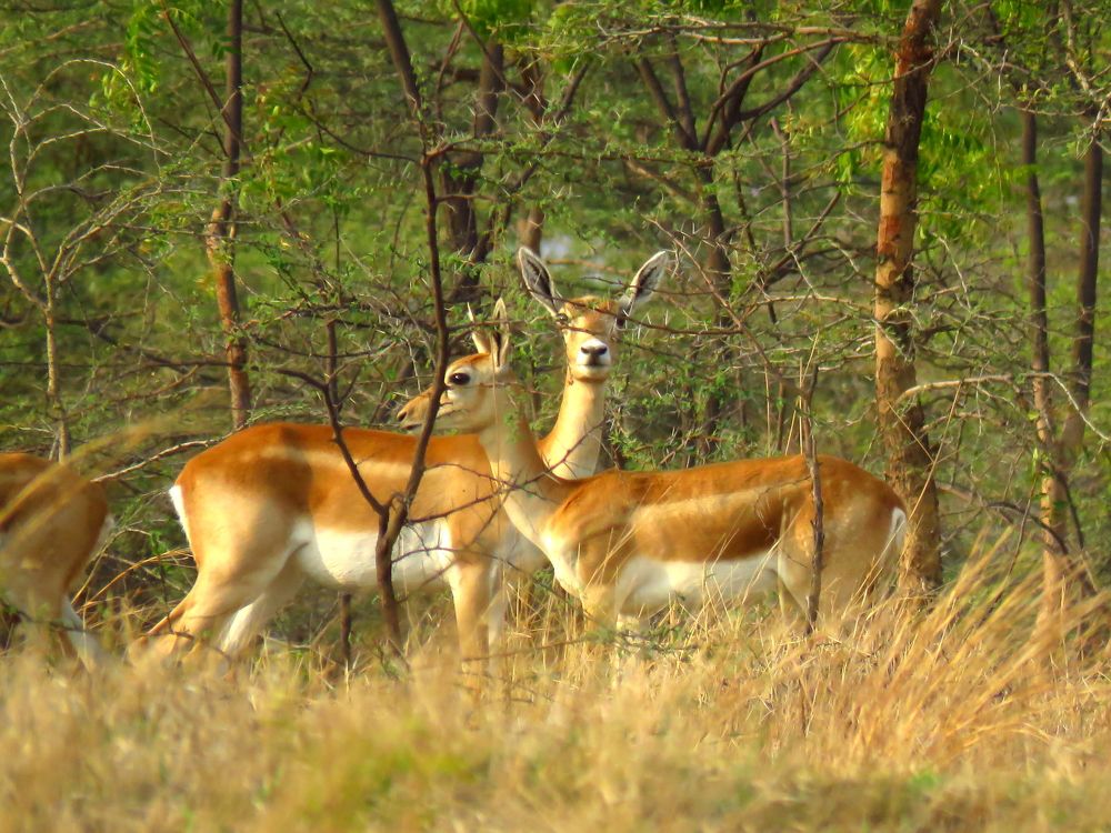 2 female blackbucks discreetly look on