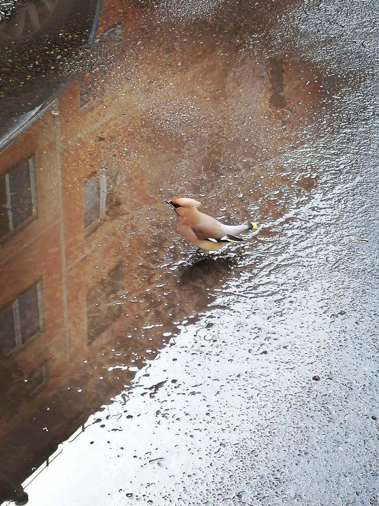 Photograph by Юлия Гагарина