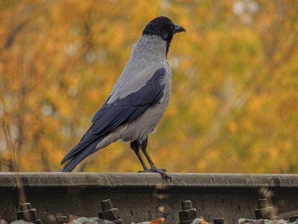 Photograph by Галина Суровицкая
