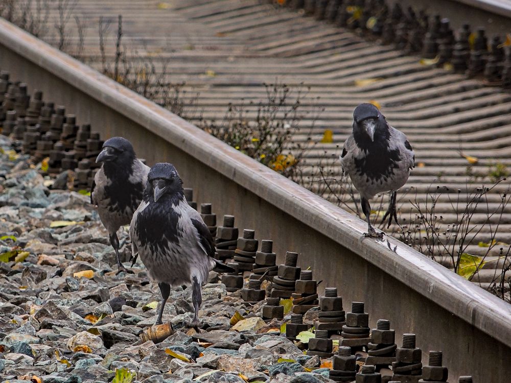 Photograph by Галина Суровицкая