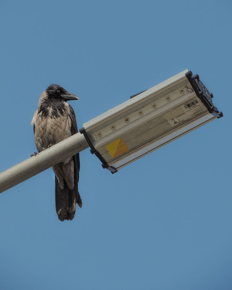 Photograph by Галина Суровицкая