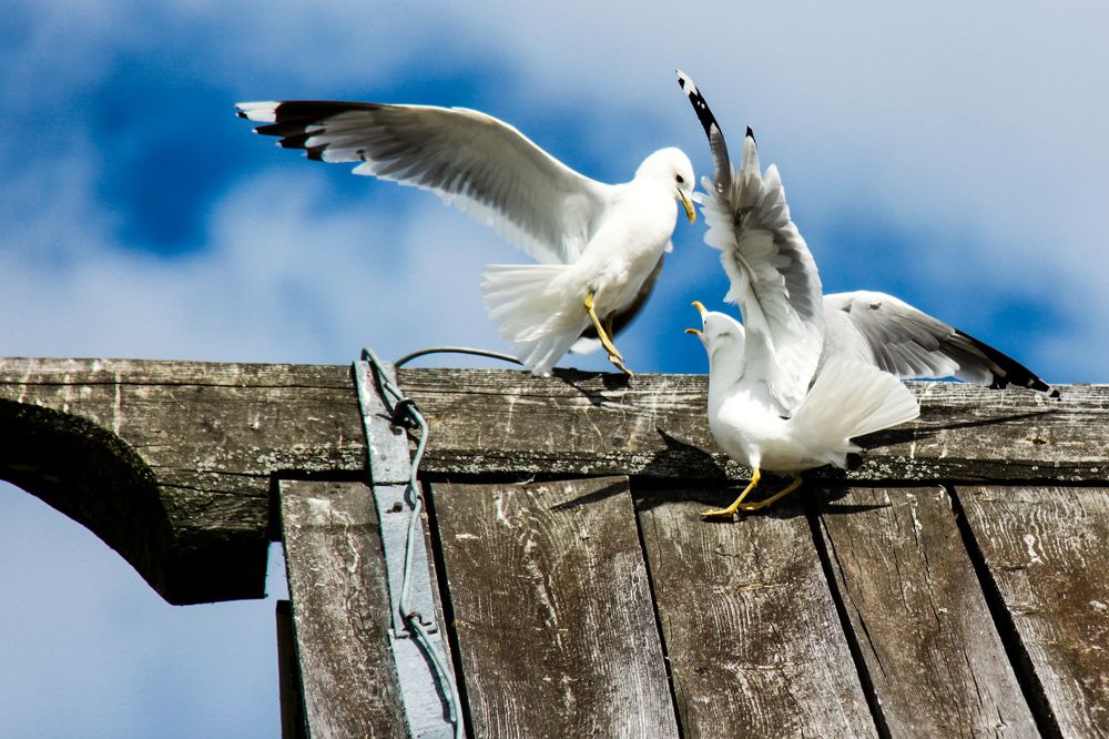 Фотография автора Elena Ku