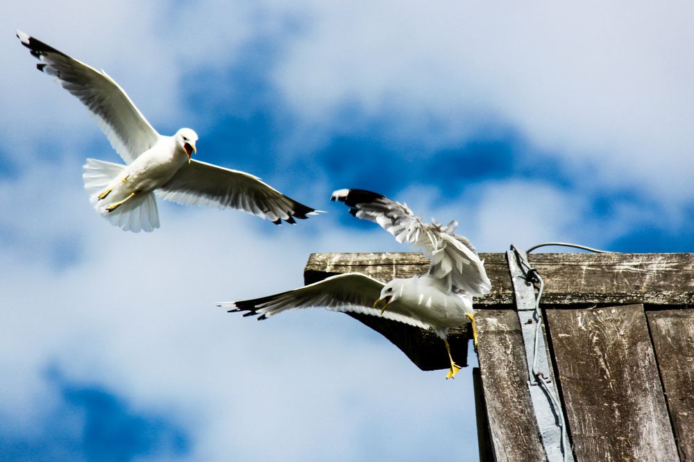 Фотография автора Elena Ku