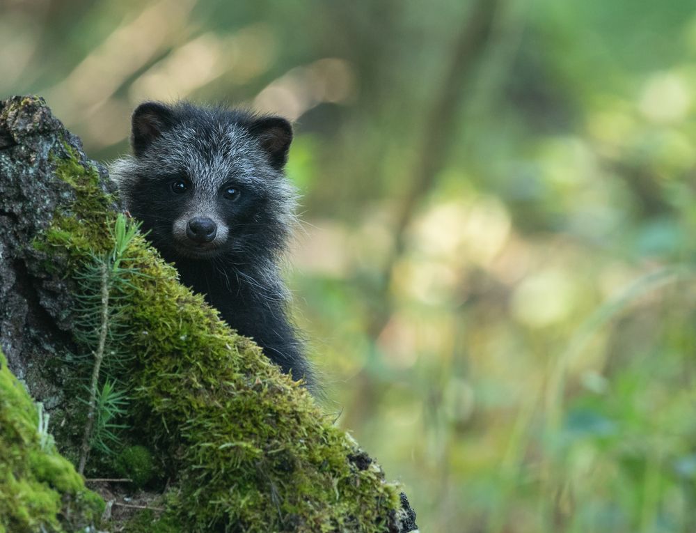 А ты угощение принес?