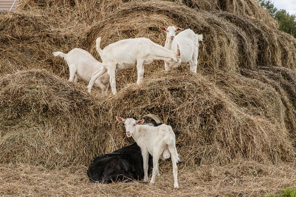 Photograph by Ирина Саломатина